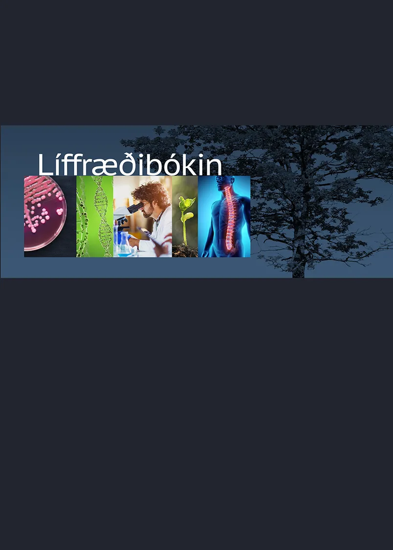 Forsíða kápu bókarinnar